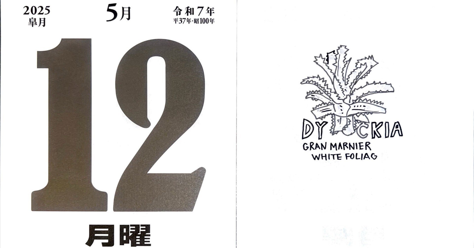 グランマルニエ　ホワイトフォリッジ ディッキア グランマルニエ ホワイトフォリッジの一覧｜🍀GreenSnap