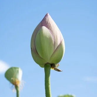 aoyajiro