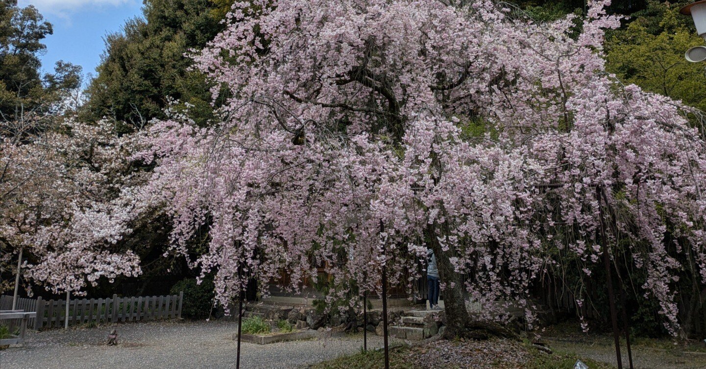 D.C.(ダ・カーポ)シリーズに脳を焼かれた人の話｜johto