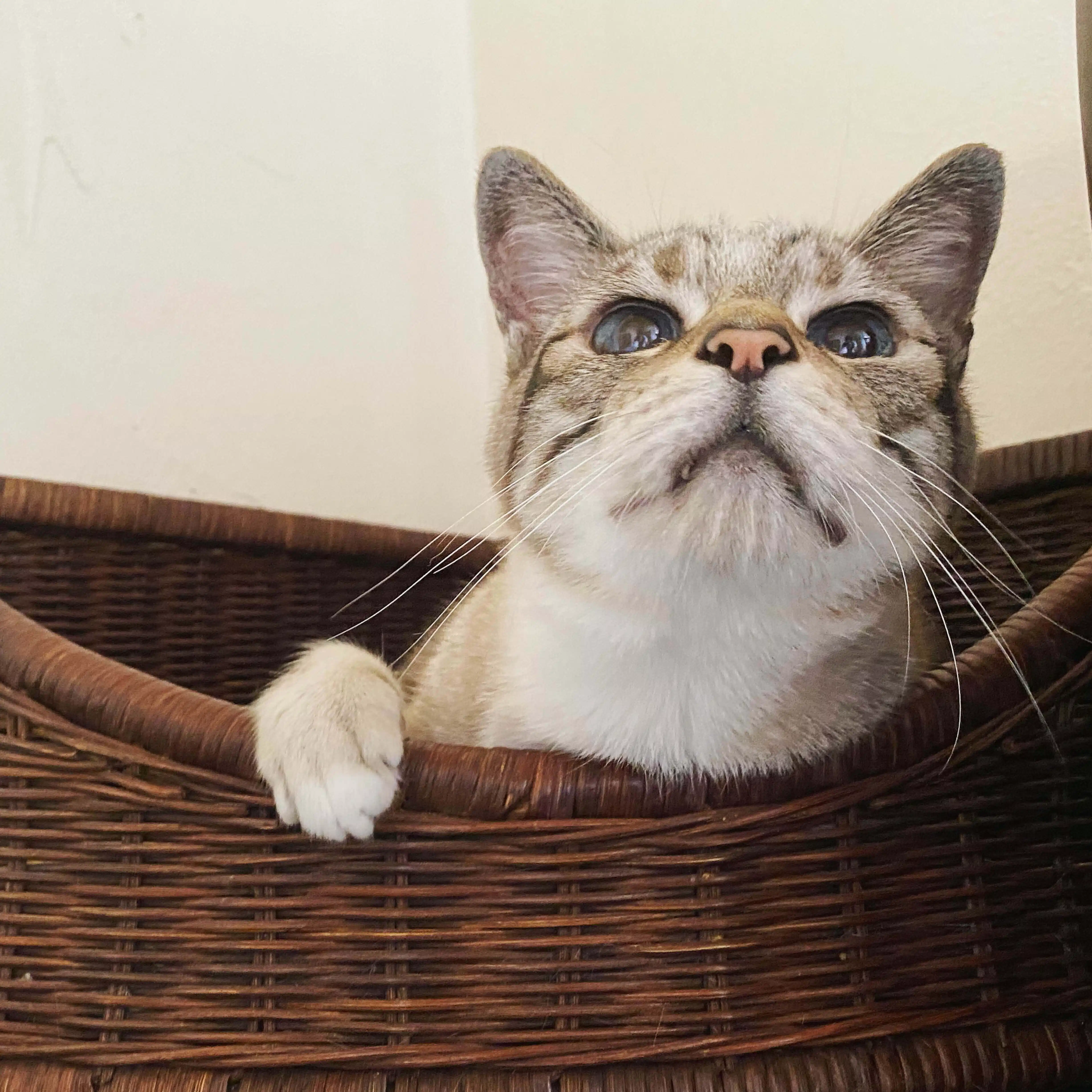 しゃんまお