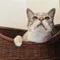 しゃんまお