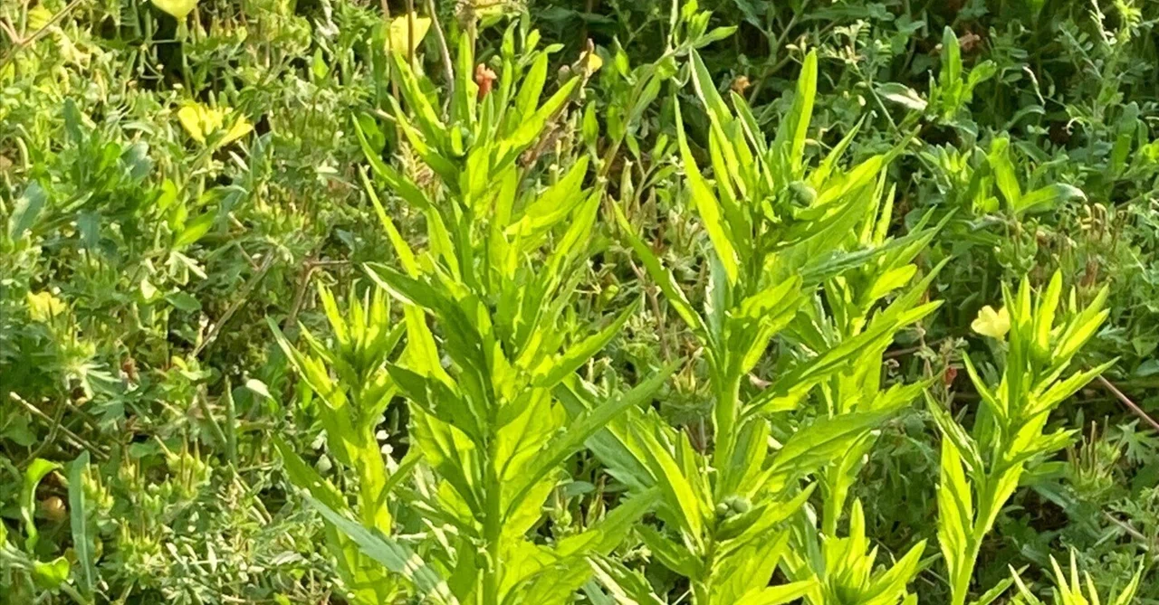 欧州蓬なのか。日本蓬とは違う。日本蓬は食べられる。形の似た有毒植物もある。|Yukihiko Yamada