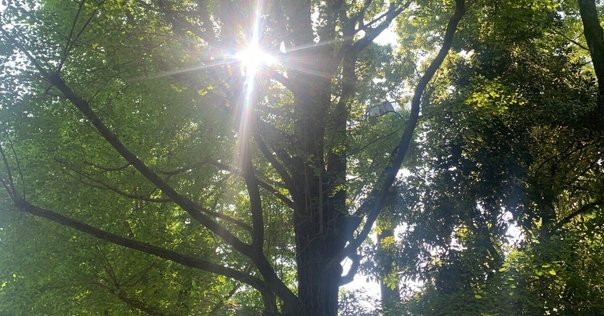 自閉症研究の歴史と原因論①｜SBSK自然分娩推進協会