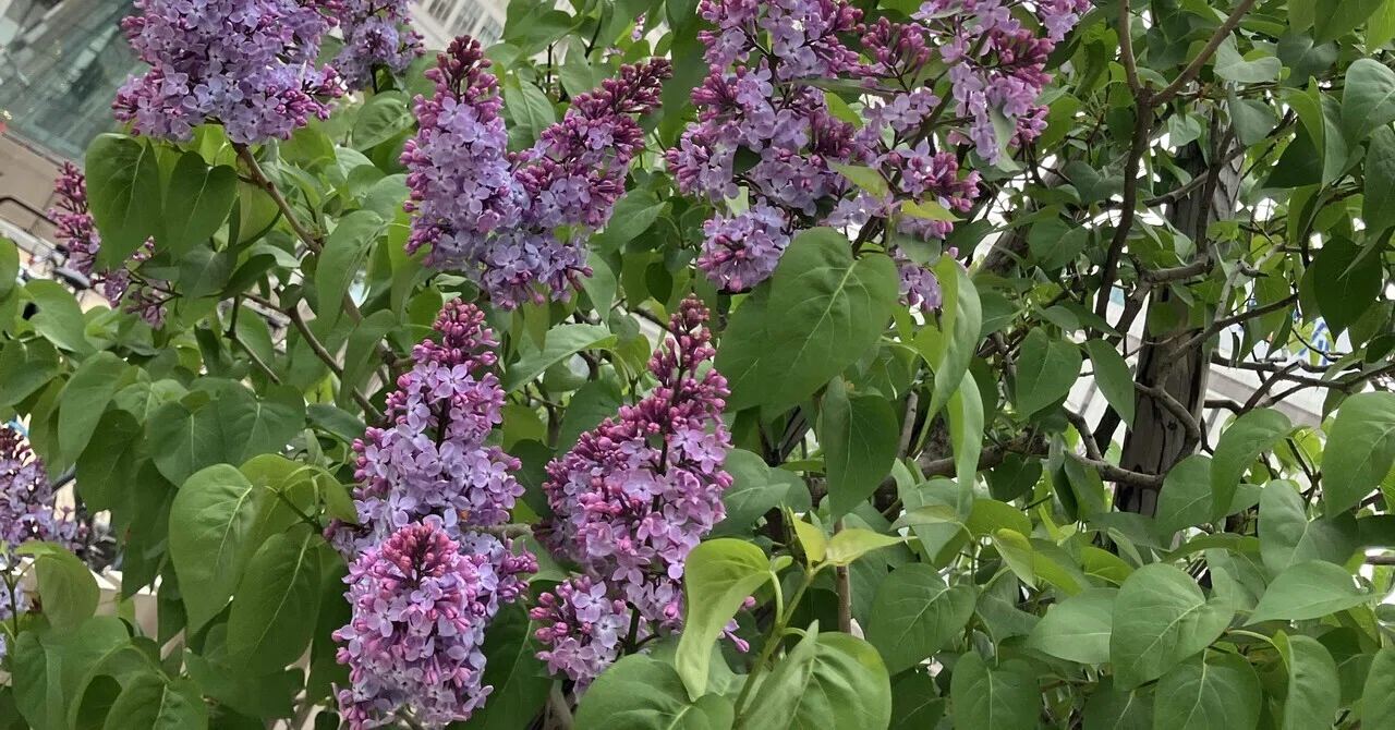 リラの花です。 リラの花｜きたのまち