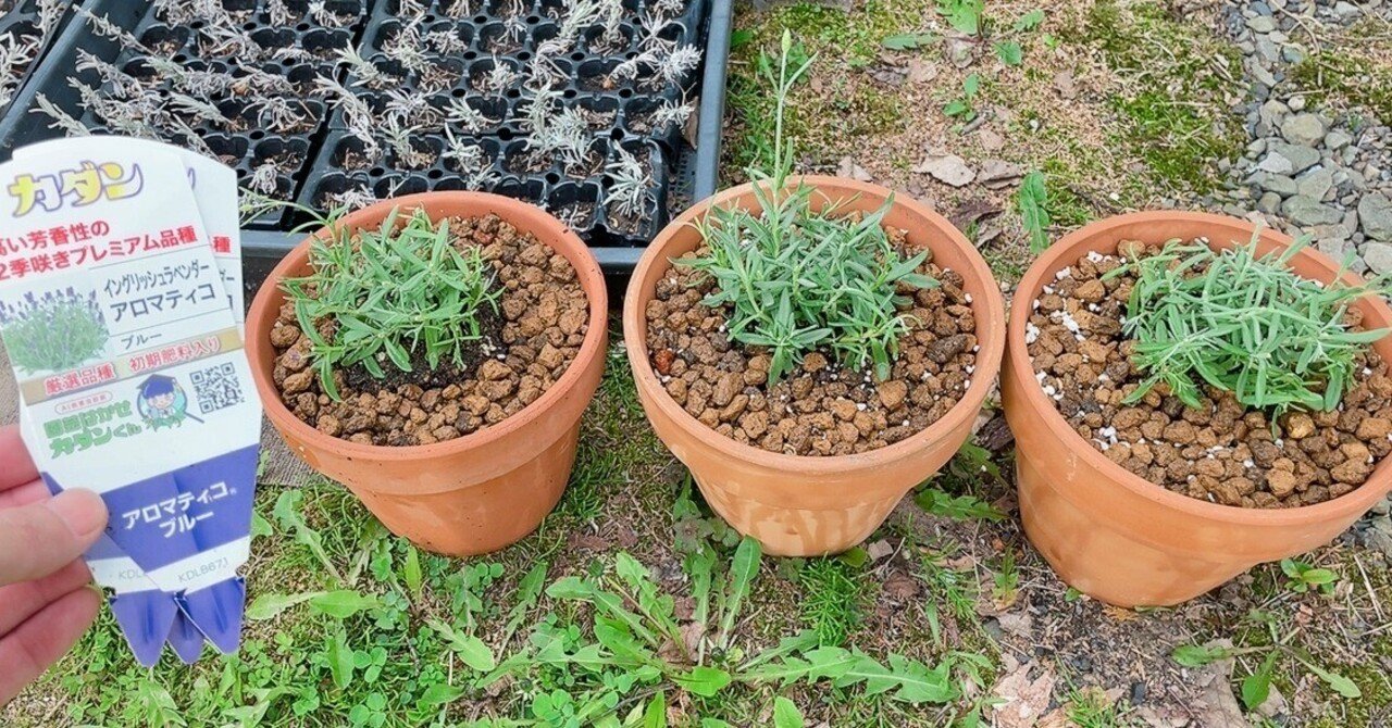 安く販売されてたラベンダー品種「アロマティコ」で新しい苗養生方法を