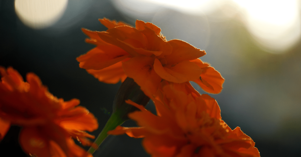 無意味な1万文字より、価値ある1000文字を山吹誠@引きこもり陰キャの野良猫生活フォロバ100