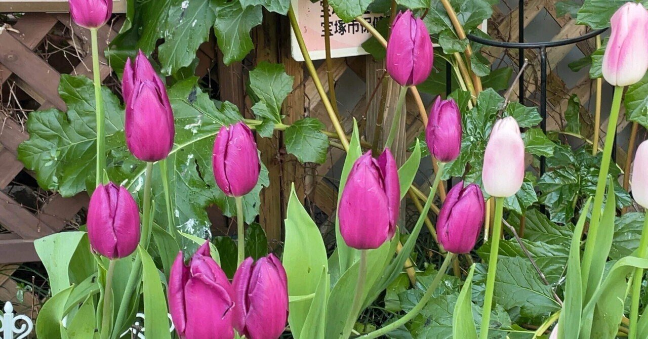 現役高校英語教師が転職を考える⁈ : コーチングTossy