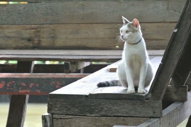 タイ・タリンチャン水上マーケットから出ている観光船で行った先の寺院にいた猫。写真を撮っていたら「撫でてくだされ」と寄ってきた。  しばらく目を離したら、椅子に座ってポーズを取っていた。  バンコクの人々は慈悲深い。寺院には鶏、犬、猫が混在している。  街中の犬も野良犬かと思ったら首輪をしていたりする。