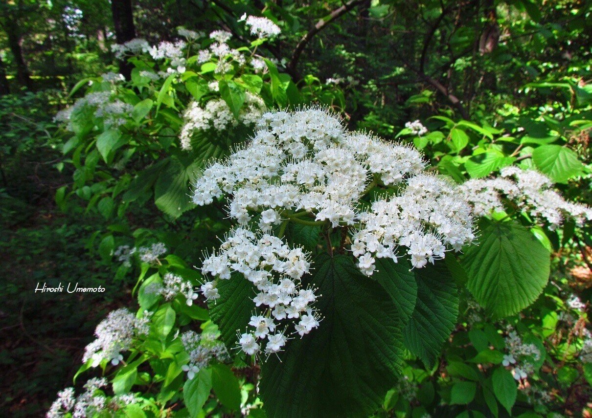 人気商品の中古品・新品・未使用品 ガマズミ（莢蒾）Viburnum dilatatum viburnum 英名：linden エッセンシャルオイル
