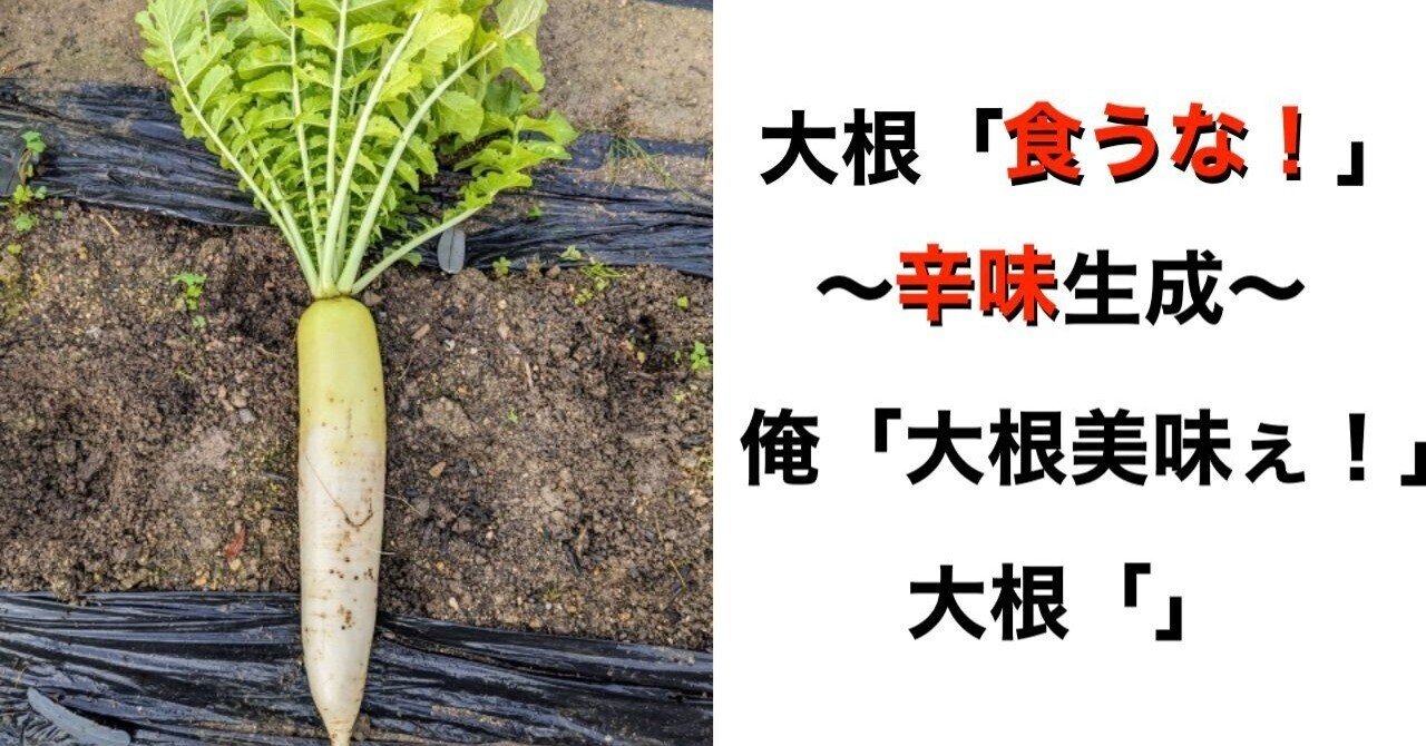 大根に学ぶ生き延びる知恵｜佐藤外郎