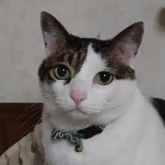 メタボキャット