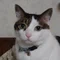 メタボキャット