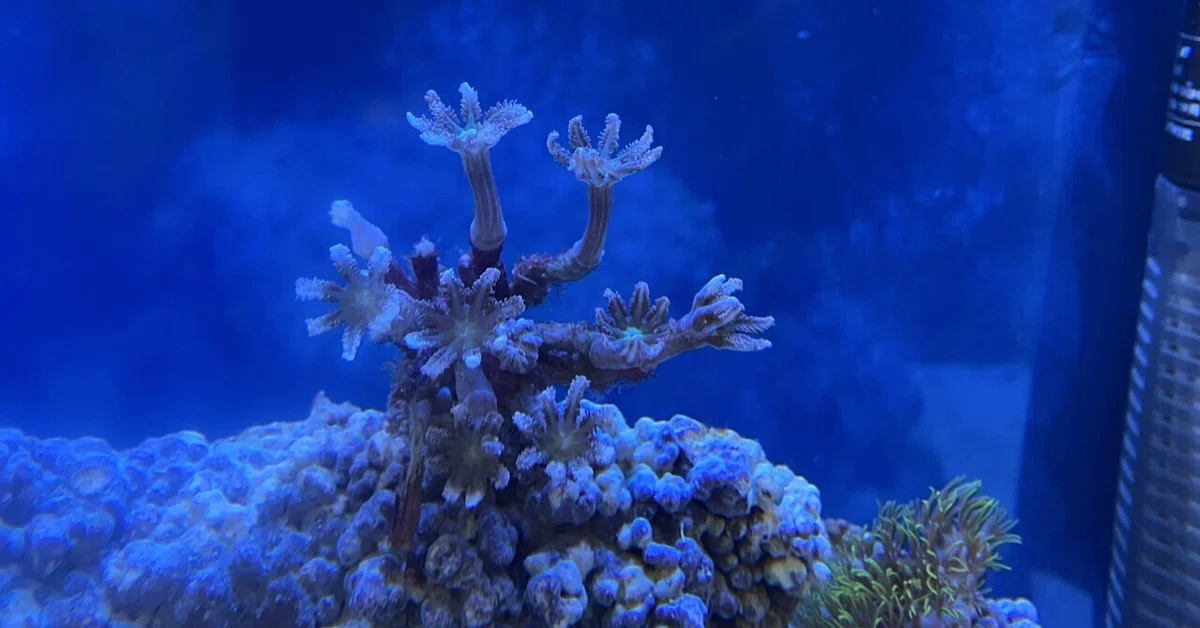[Saltwater Tank] It opened! The clove polyp!｜すもぶー