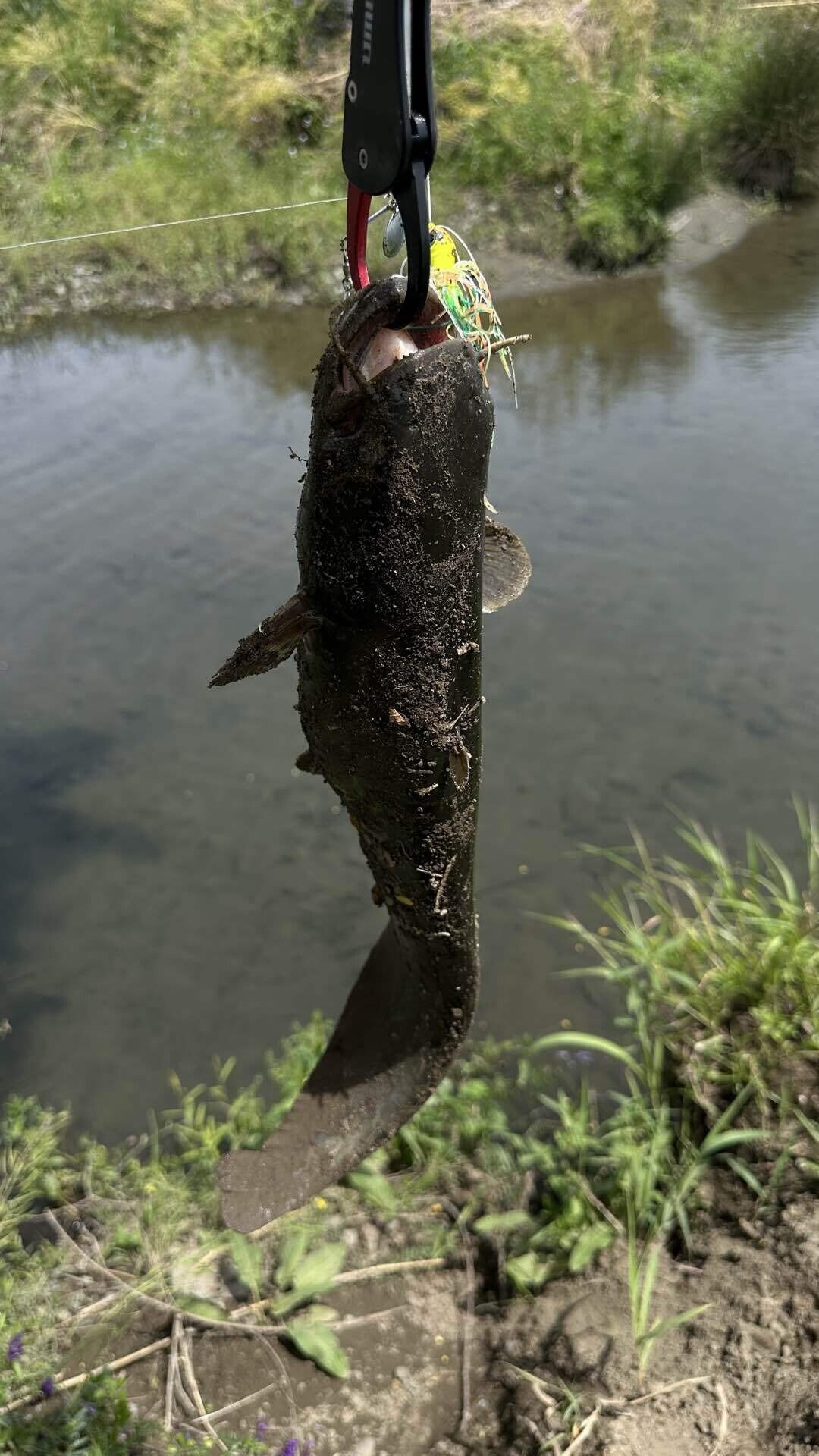 ナマズ釣り｜週末アングラー Lure Fishing Lab