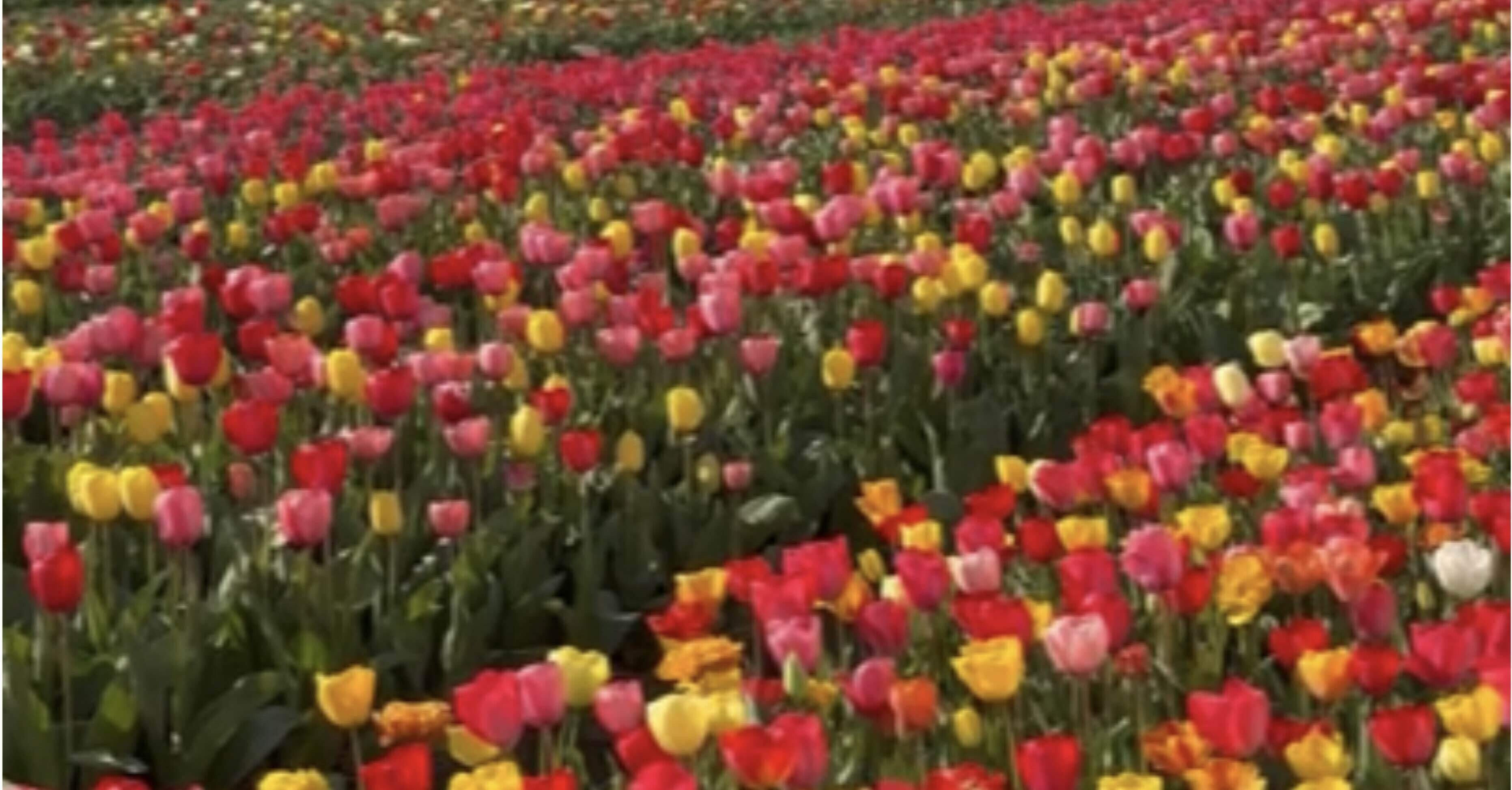 オランダのチューリップ畑(桜子記者)｜くまモン記者団