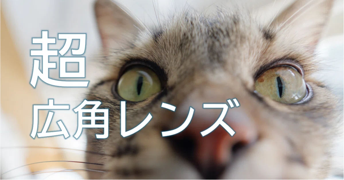 Dogs Rutting Breaking the Rut with Cat Photos|はなち みつき