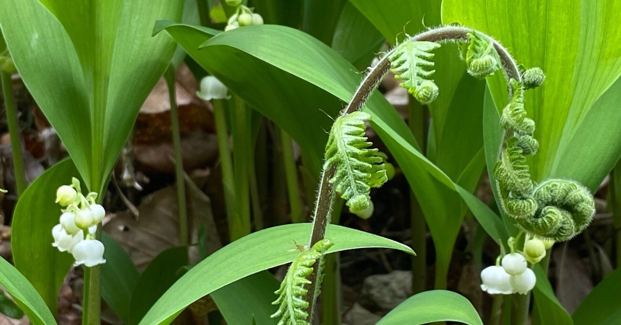スズラン　日本 鈴蘭 すずらん 茶花　君影草　(20芽) きみかげそう（鈴蘭）～日本の自生南限地を訪ねて｜高坂正澄