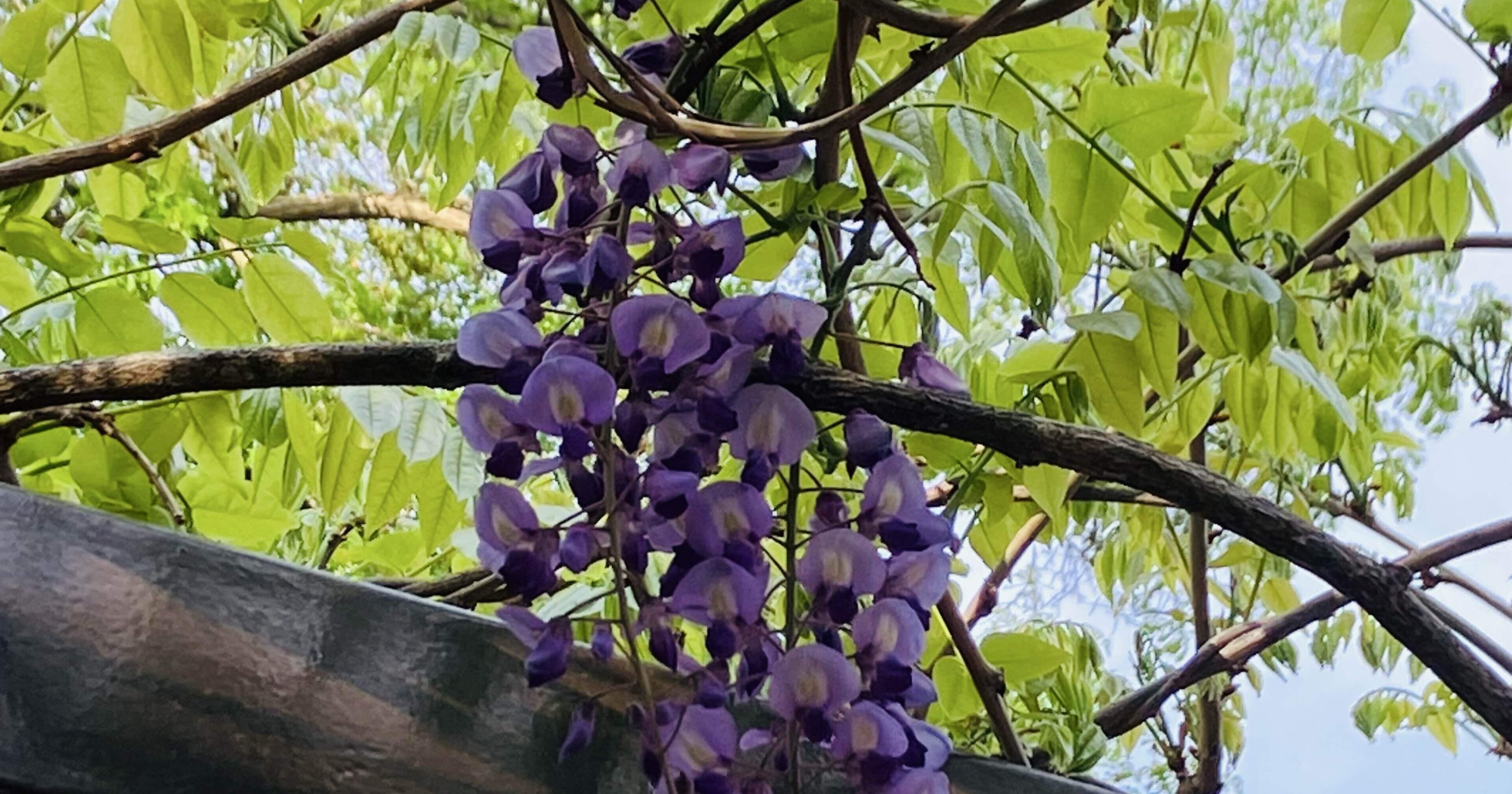 藤の花が見頃を迎えました。 皆さんはどの藤が1番好きですか