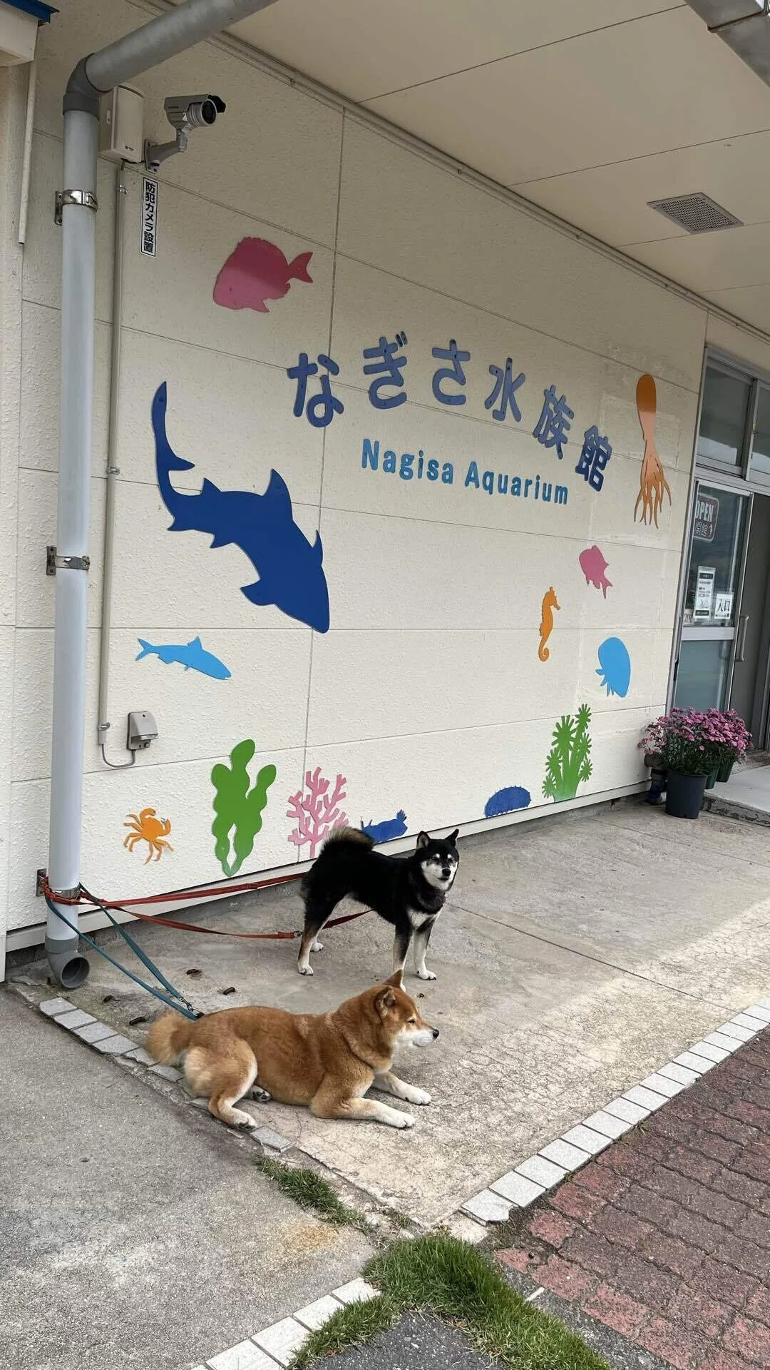 絶景の海が広がる山口・周防大島を愛犬と散策｜ただりん