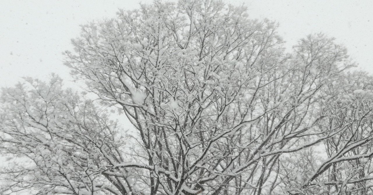 猛吹雪の青森から 樹木と雪のエモさよ。｜山田スイッチ