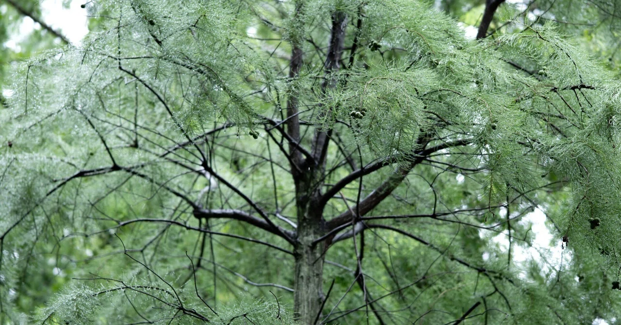 刻々角ハイ|斉藤千陽
