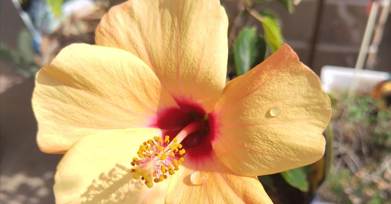今日の花#18 ハイビスカス🌺｜ジャスミンティータイム