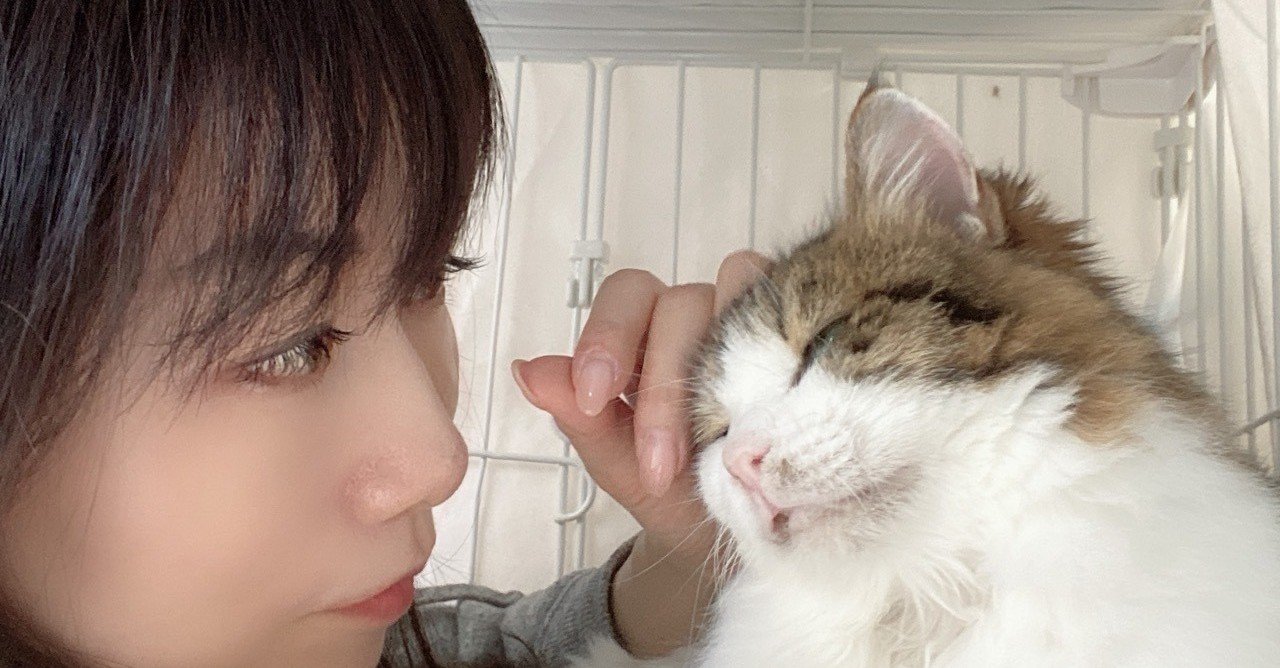 生まれて初めてガチの野良猫を保護した話 あさのますみ Note 生まれて初めてガチの野良猫を保護した話 あさのますみ Note