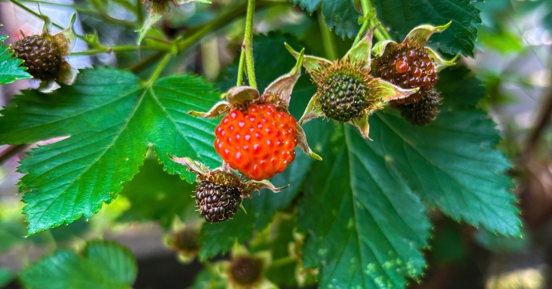 今年も走ってキイチゴを摘みにいく時期が来た｜Sampo（山帆）