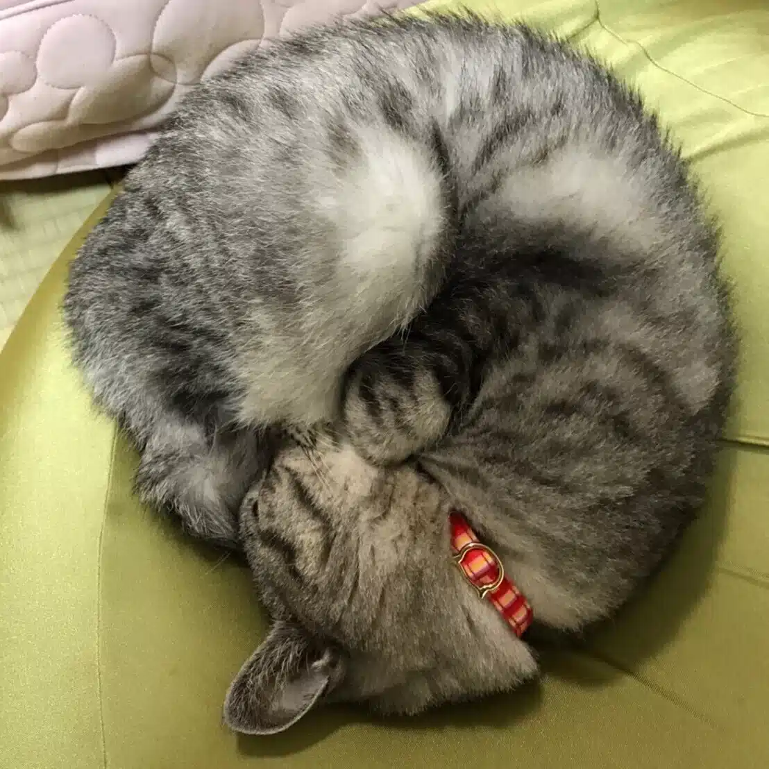 Chikuwa