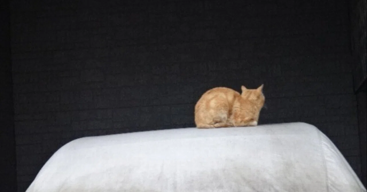 のら猫ですニャー。（03）｜チャイナ零弌