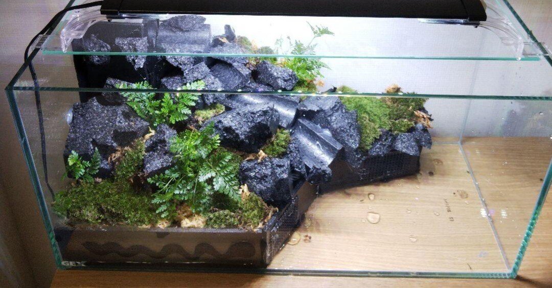 アクアテラリウム製作日記｜苔之介