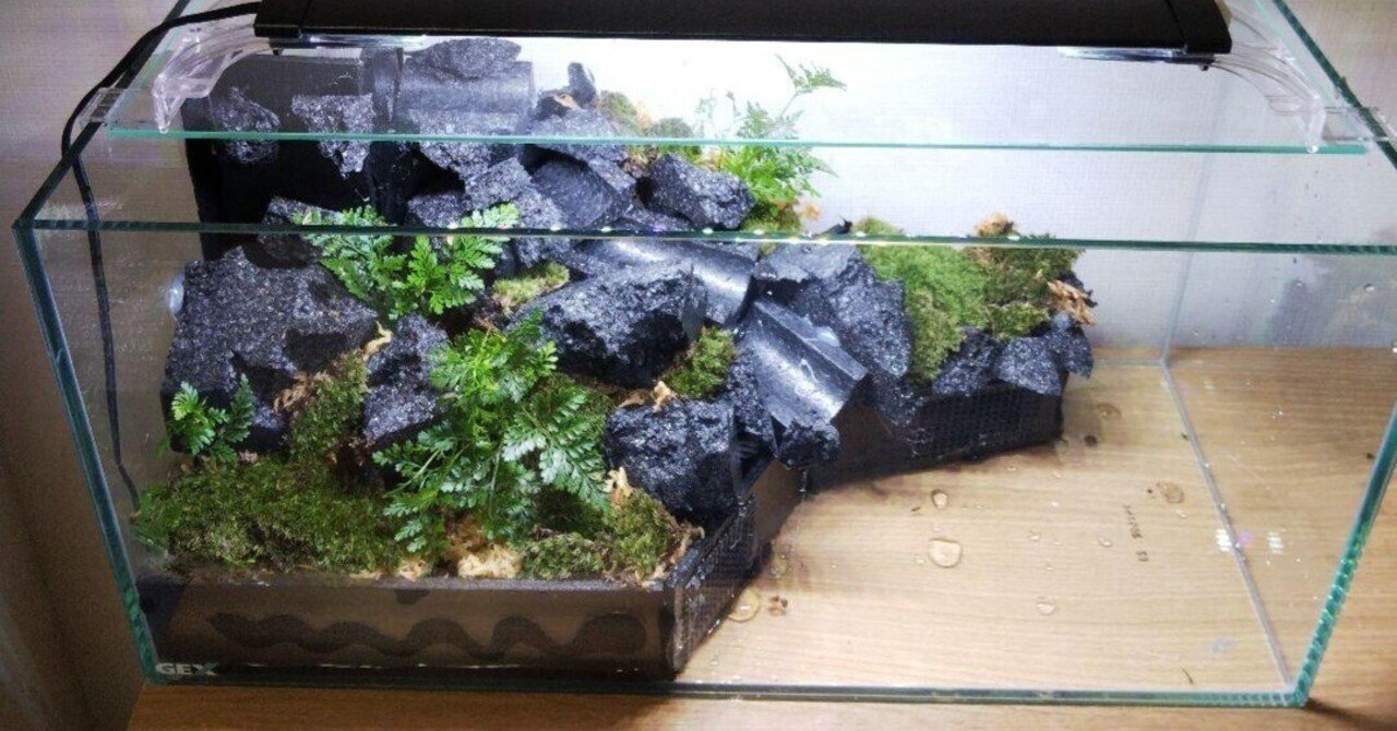 アクアテラリウム製作日記｜苔之介