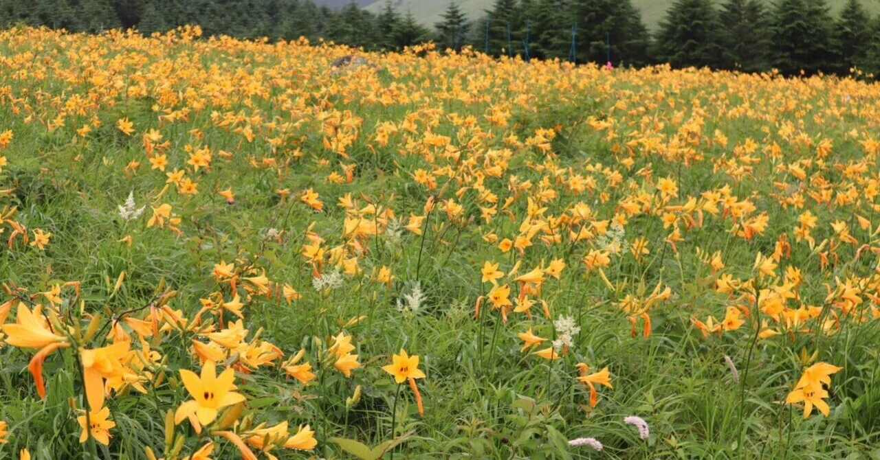 一人旅】初夏の長野旅 諏訪湖〜霧ケ峰③ 2024.07.12｜anna