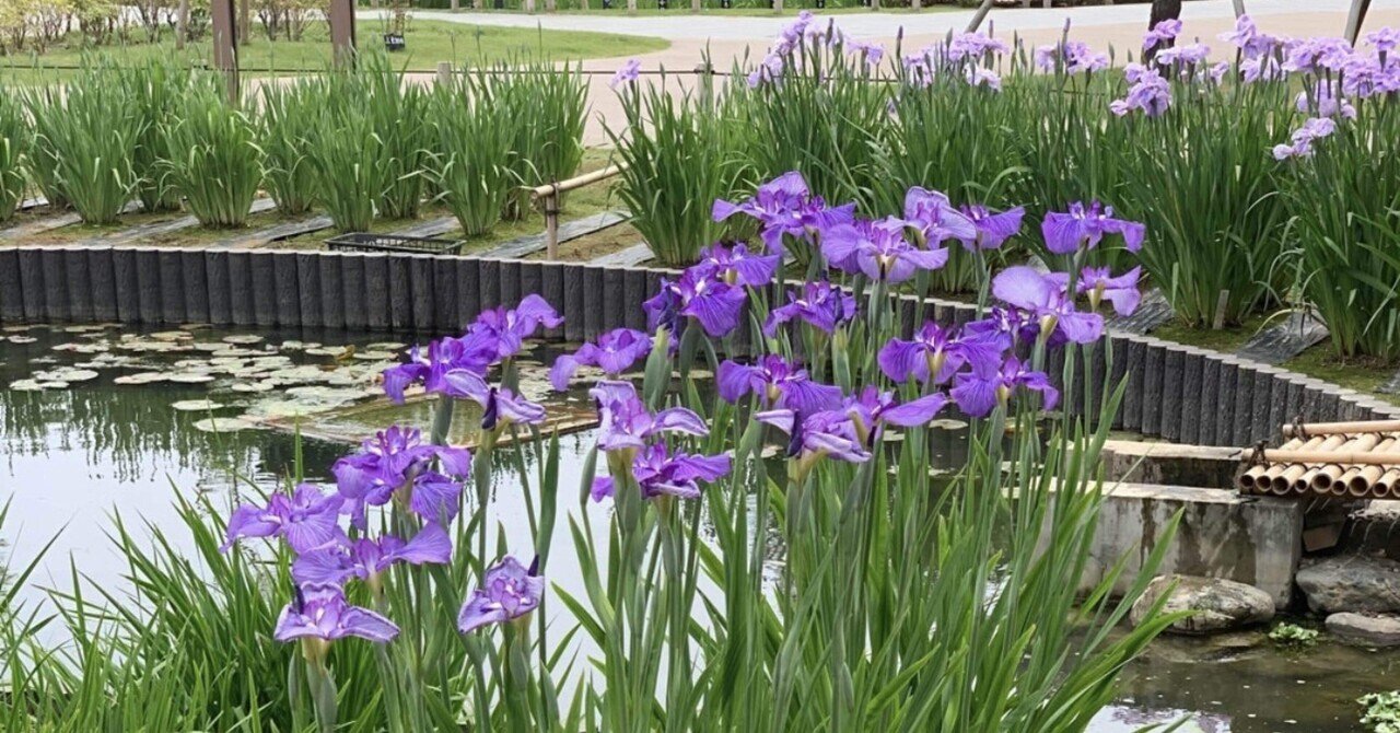 長唄の聖地をゆく⑤『菖蒲浴衣』＊見頃は六月中旬まで。あやめ、杜若