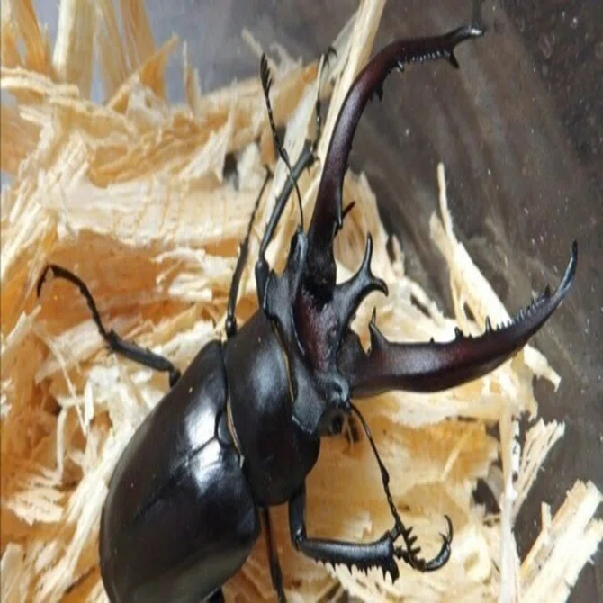 ヘルマンミヤマクワガタ♂/Lucanus hermani/江西省.九江産84mm ヘルマンミヤマクワガタの飼育記録【2011～2014】｜AKECHI