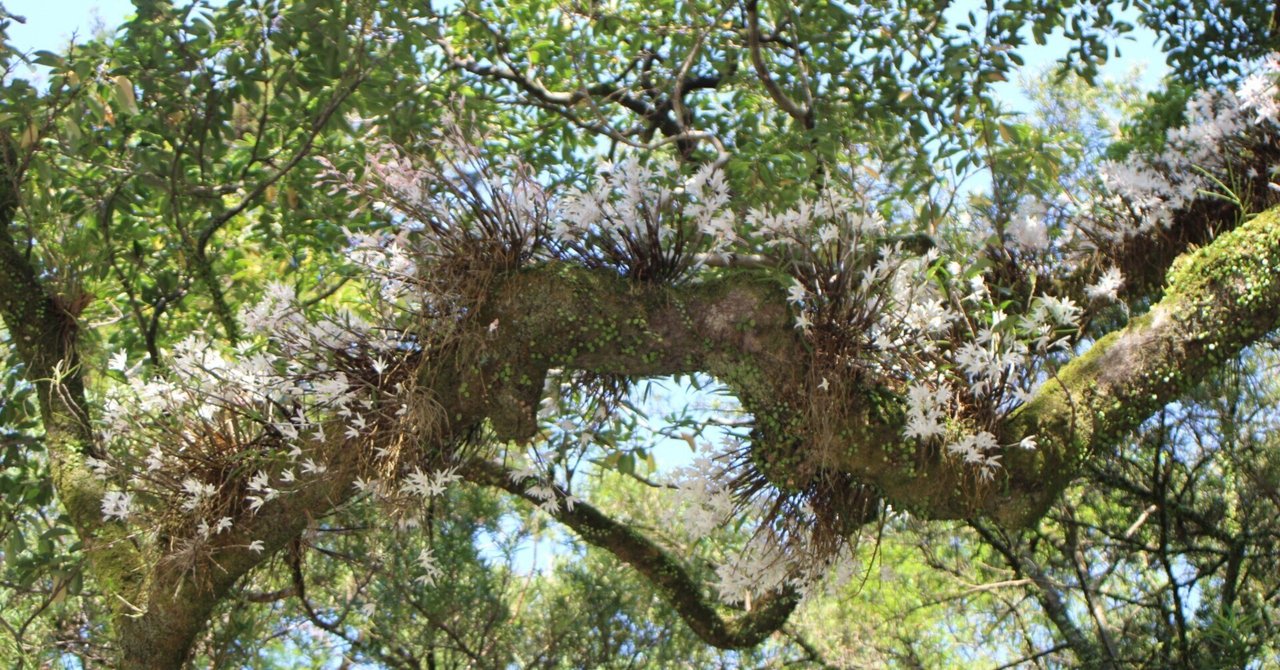 ラン科の植物 樹木に着生 セッコクの大株です　横30cm 縦20cm rectangle_large_type_2_93a2b63