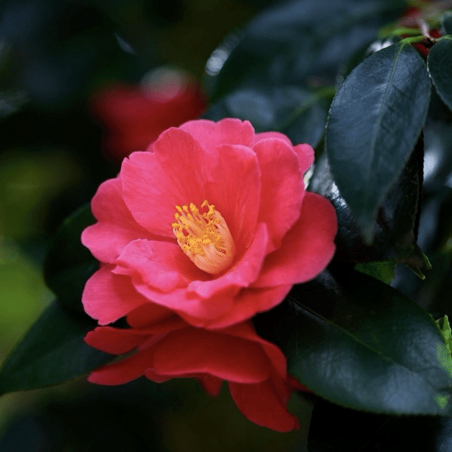 源氏12美】六条御息所（ろくじょうみやすどころ）の魅力と相応しいお花