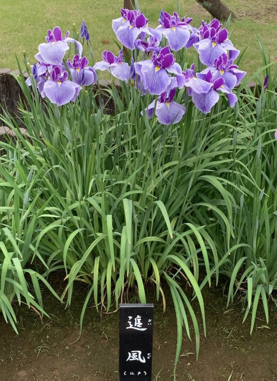 長唄の聖地をゆく⑤『菖蒲浴衣』＊見頃は六月中旬まで。あやめ、杜若