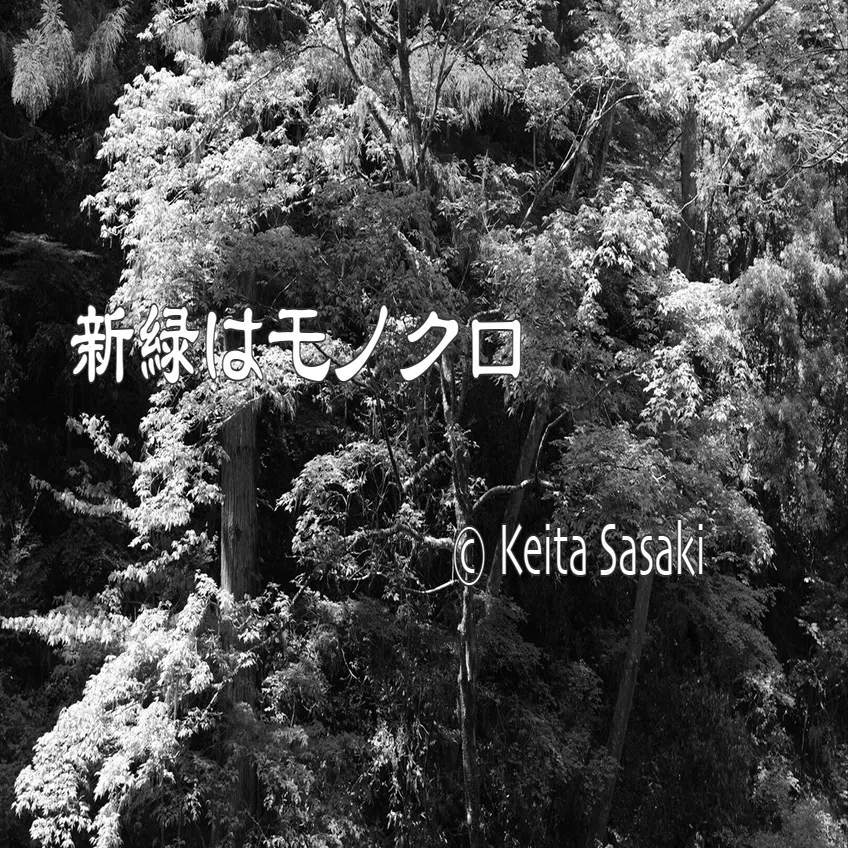 新緑はモノクロ｜佐々木啓太