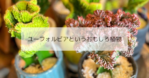 ブランド雑貨総合 MONSTROUSA - モンストローサ】綴化、石化、モンスト。突然変異 その他多肉植物