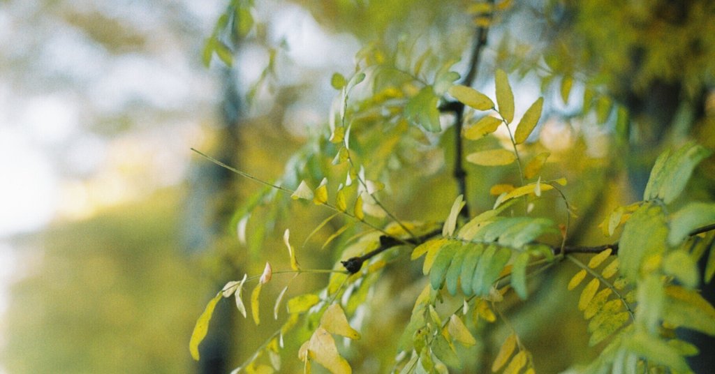 海外サバイバル生活ずーしみ