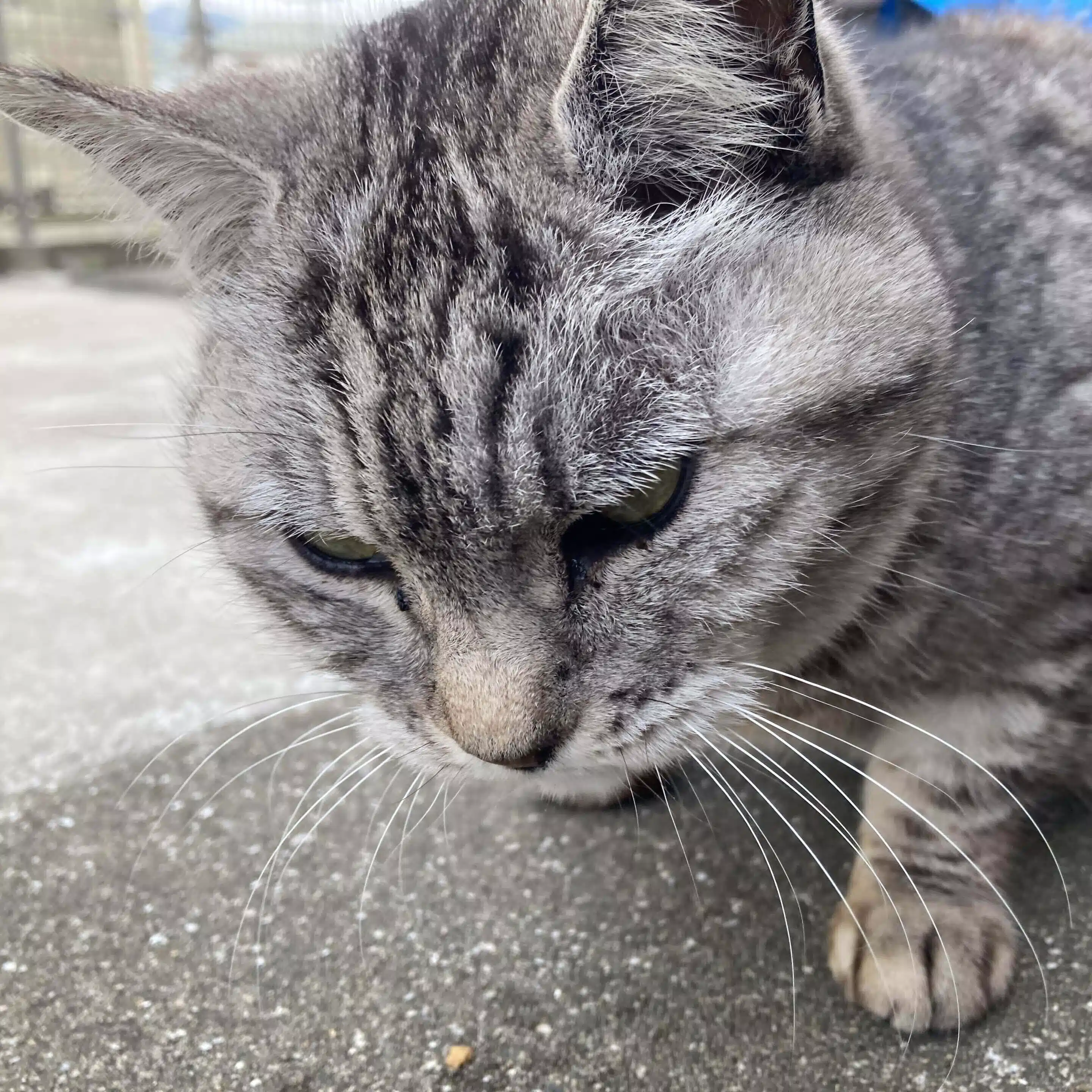 猫と可愛い物と筋肉好きおじさん