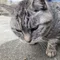 猫と可愛い物と筋肉好きおじさん