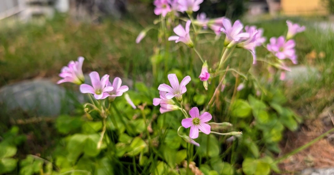 ドラマ「しあわせは食べて寝て待て」を見て#3。膠原病の当事者として、病気や薬との付き合い方|のりちゃん