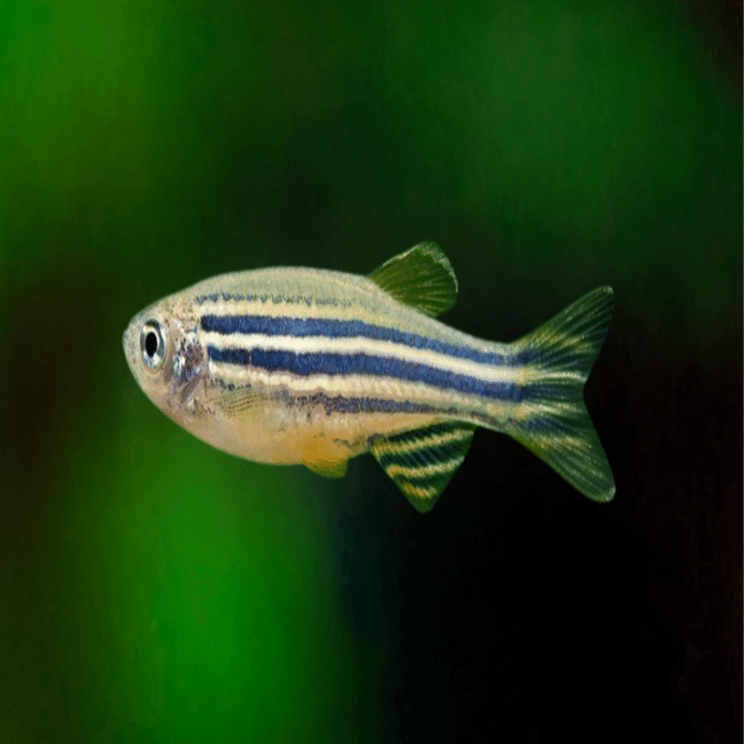 ゼブラフィッシュ｜熱帯魚・ダニオの仲間｜初心者向け飼育方法と混泳