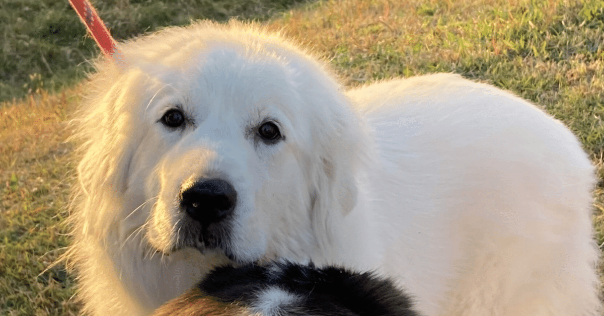 短編小説 白い犬｜shirohiraはやか
