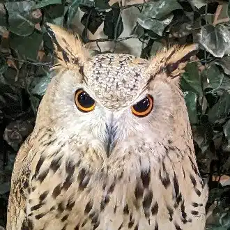 ふくろー