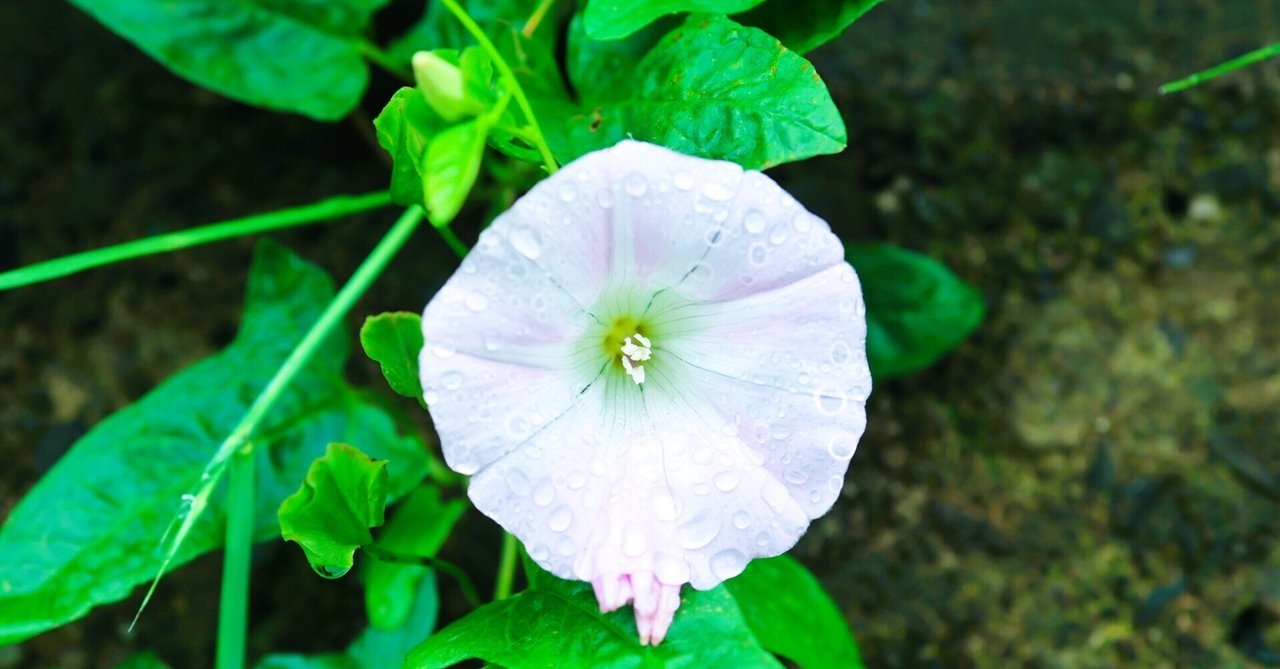 #なにげない日:53(映画感想)あまちゃんちゃんちゃん