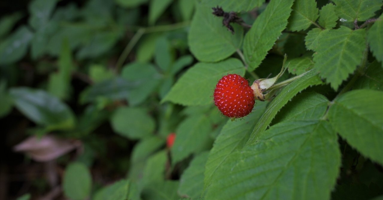 キイチゴ色々｜ゆたし