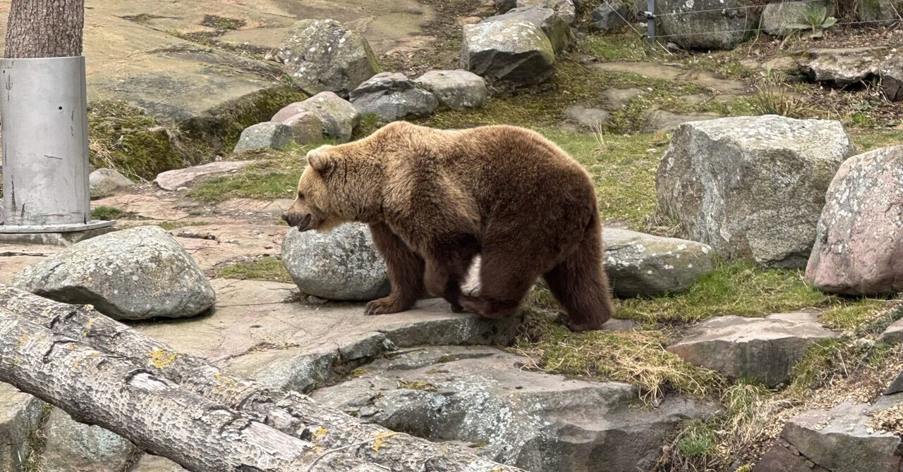 🇫🇮子育て】ヘルシンキの動物園と自然史博物館に行ってきた｜梶田
